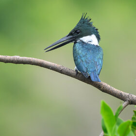 Green kingfisher(f)